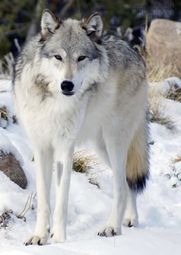 Grey wolf