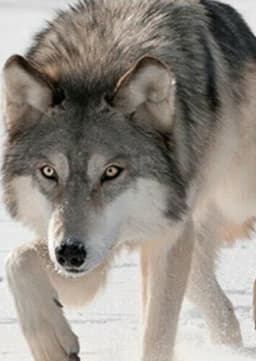 Grey Wolf