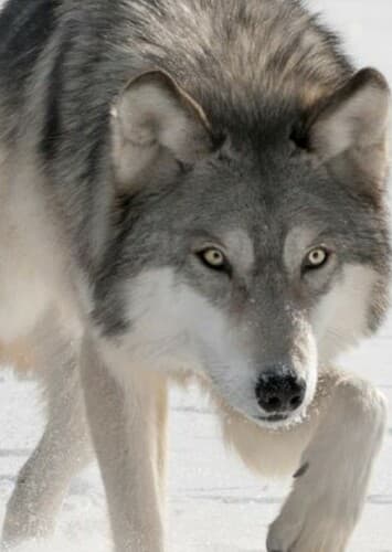 Grey Wolf