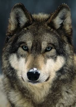 Grey Wolf