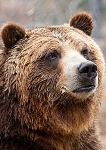 Grizzly Bear