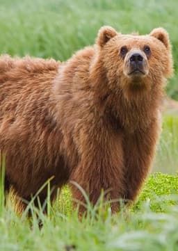 Grizzly Bear