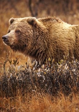 Grizzly Bear