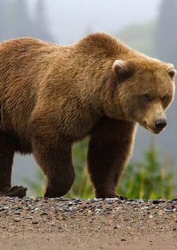 Grizzly Bear