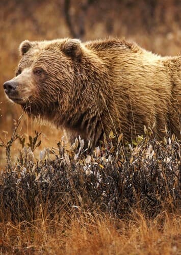 Grizzly Bear