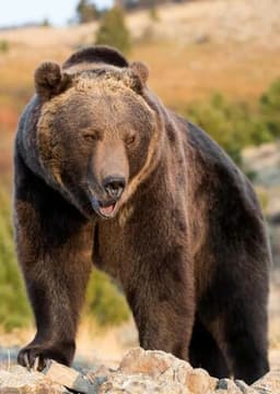 Grizzly Bear