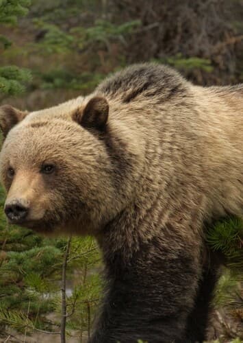 Grizzly Bear