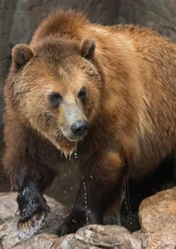 Grizzly Bear