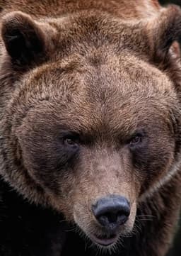 Grizzly Bear