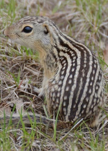 Ground Squirrel