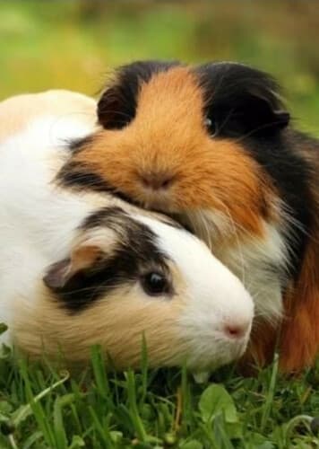 Guinea Pigs