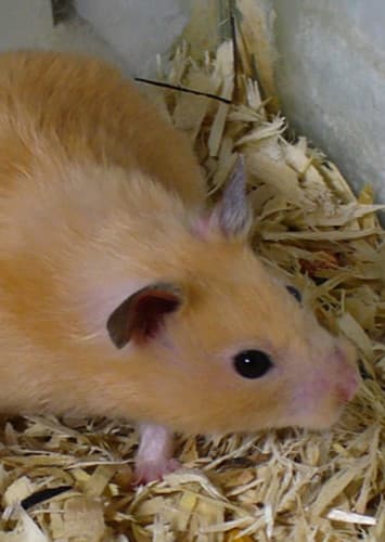 Hamster (Generic)