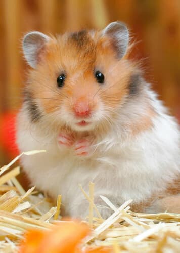 Hamsters