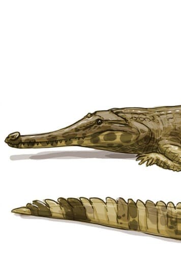 Hanyusuchus