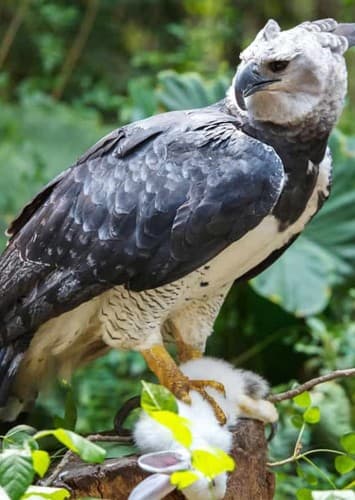Harpy Eagle