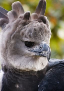 Harpy Eagle