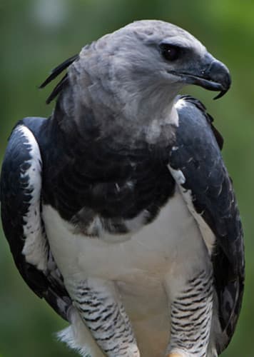 Harpy Eagle