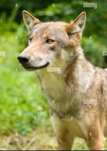 Harry The Young Wolf