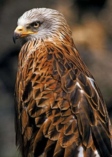 Hawk (Generic)
