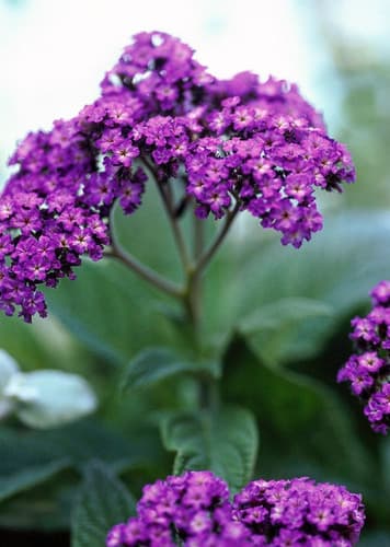 Heliotrope