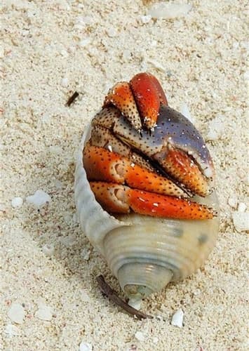 Hermit Crab