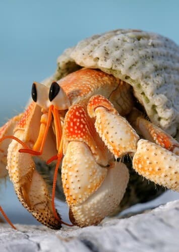 Hermit Crab