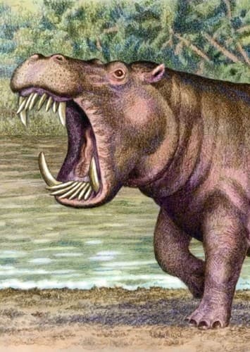 Hexaprotodon