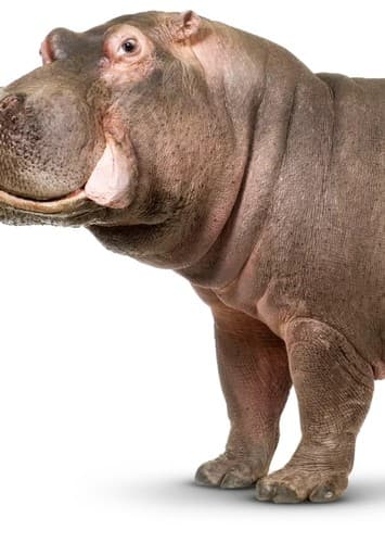 Hippo