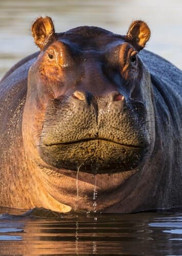Hippopotamus