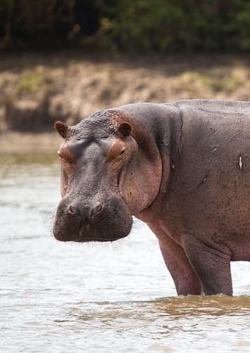 Hippopotamus