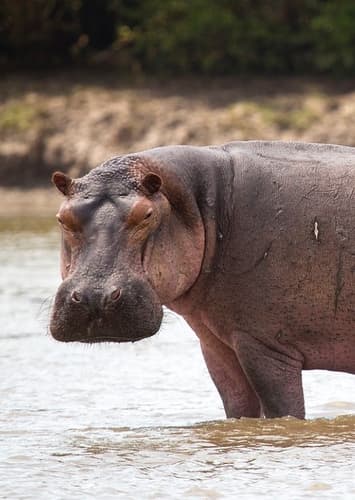 Hippopotamus