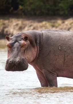 Hippopotamus