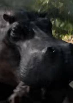 Hippopotamus