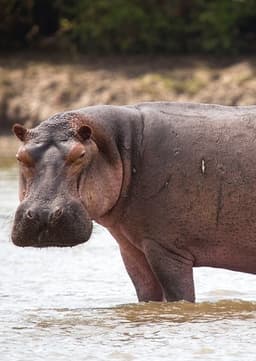 Hippopotamus
