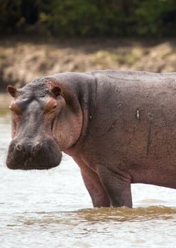 Hippopotamus