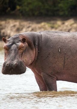 Hippopotamus