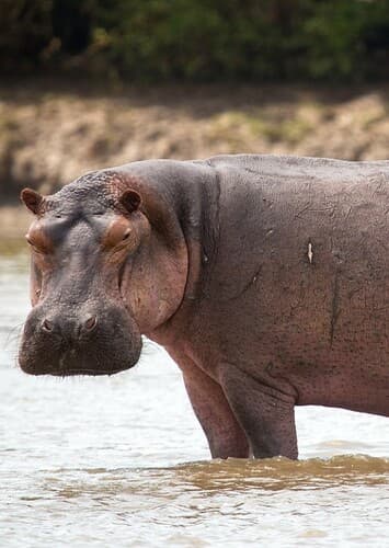 Hippopotamus