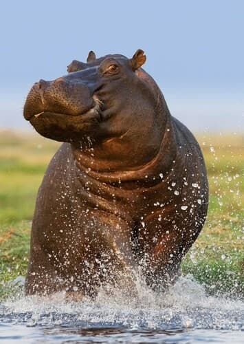 Hippopotamus