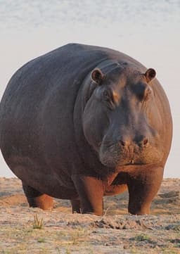 Hippopotamus