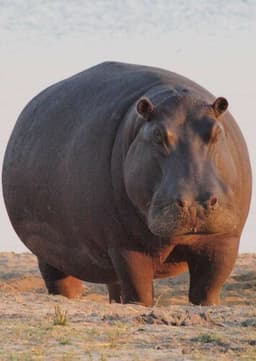 Hippopotamus