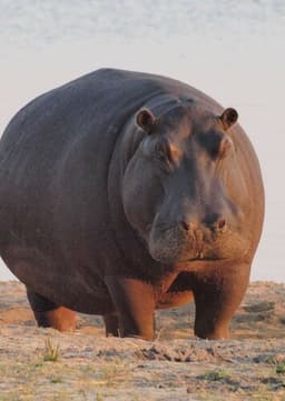 Hippopotamus