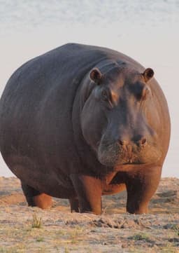 Hippopotamus