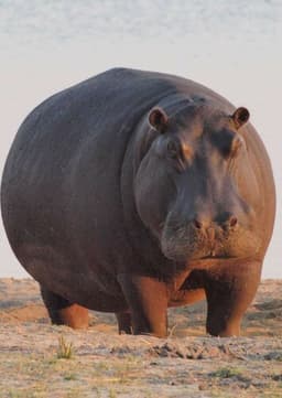 Hippopotamus