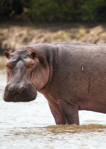Hippopotamus