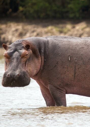 Hippopotamus