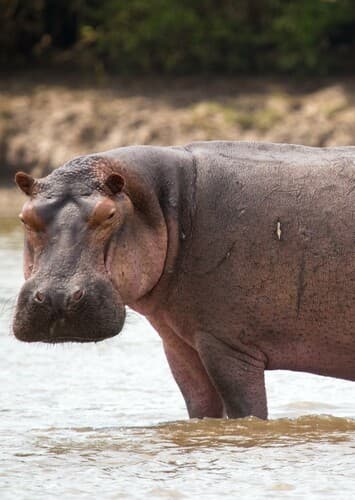 Hippopotamus
