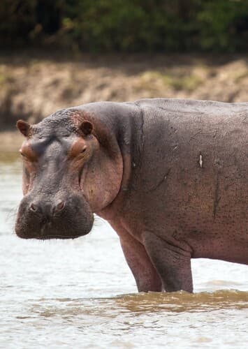 Hippopotamus