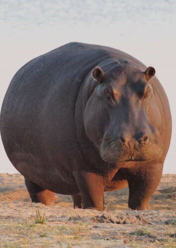 Hippopotamus
