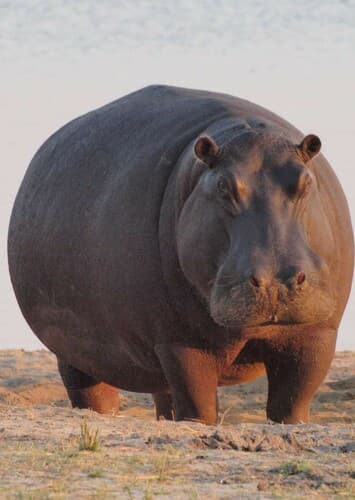 Hippopotamus