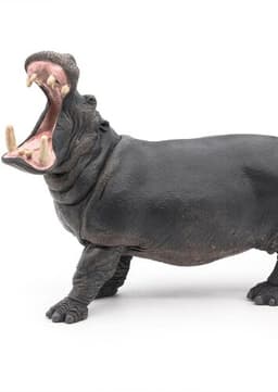 Hippopotamus